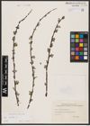 Foto von Salix aurita L.